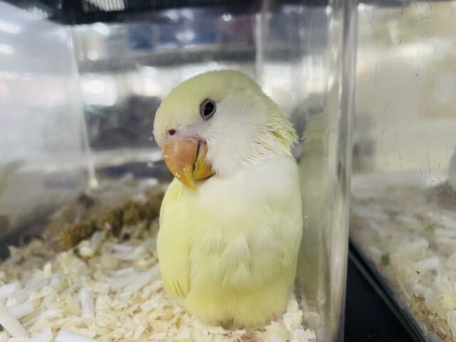 コザクラインコ（小桜インコ）