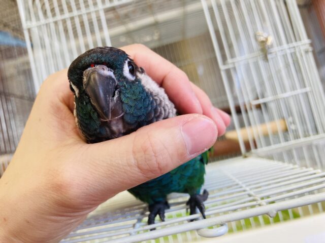 シンジュウロコインコ