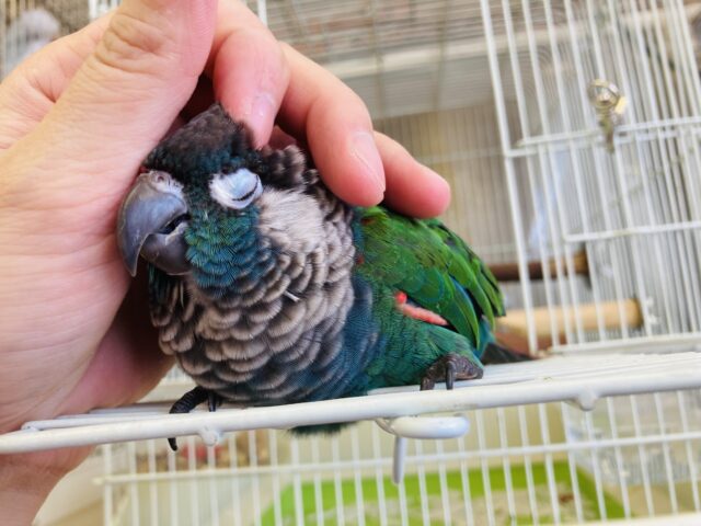 シンジュウロコインコ