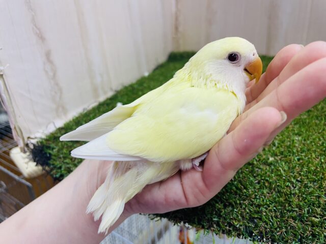 コザクラインコ（小桜インコ）