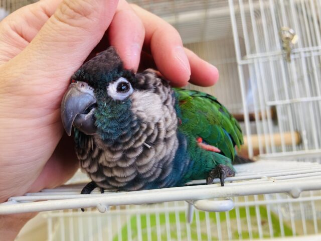 シンジュウロコインコ