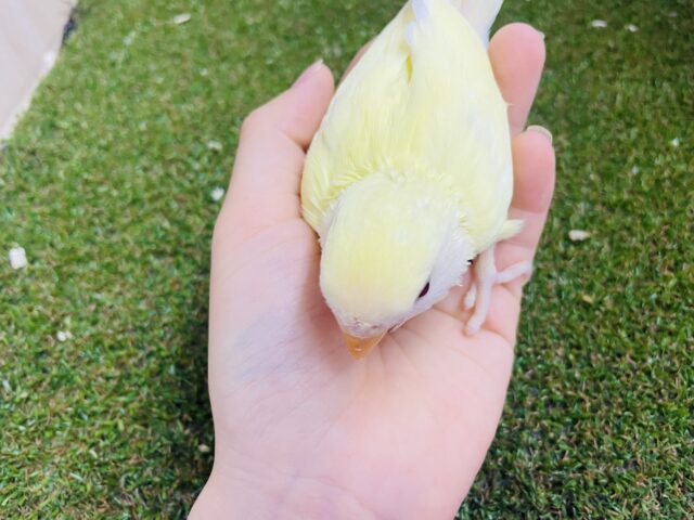 コザクラインコ（小桜インコ）