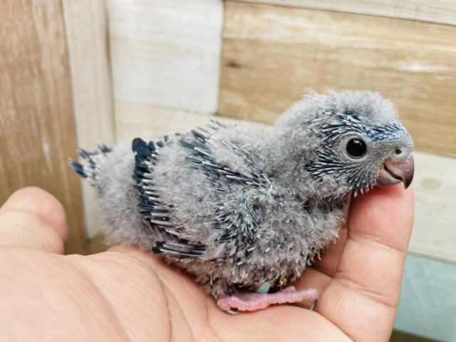 サザナミインコ