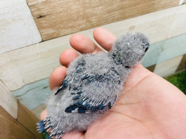 サザナミインコ