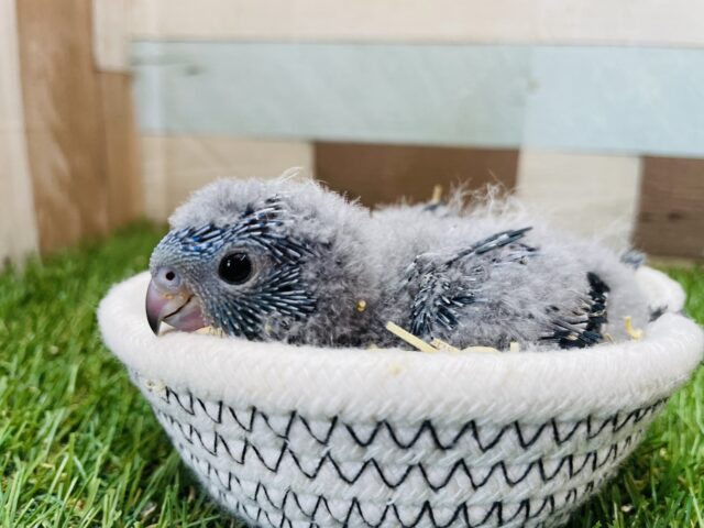 ぱっちりおめめのわたわた天使ちゃん😍サザナミインコのコバルト！！