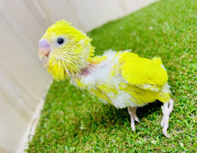 セキセイインコ