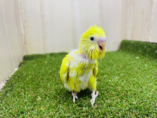 セキセイインコ