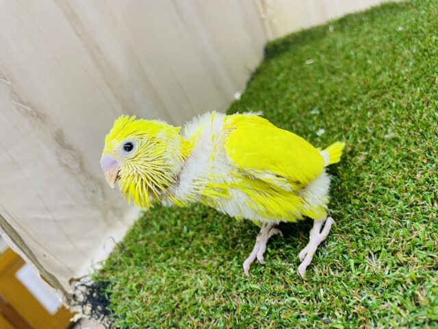 セキセイインコ