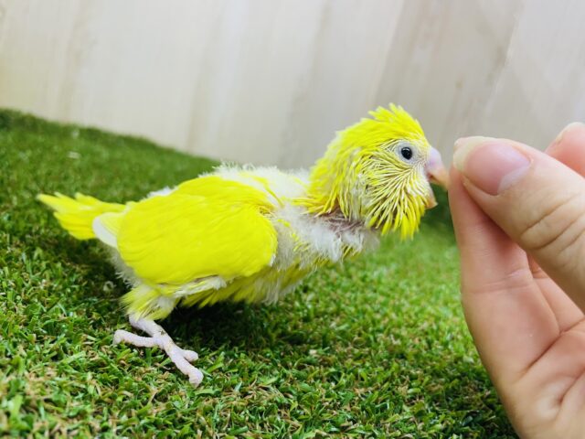 セキセイインコ