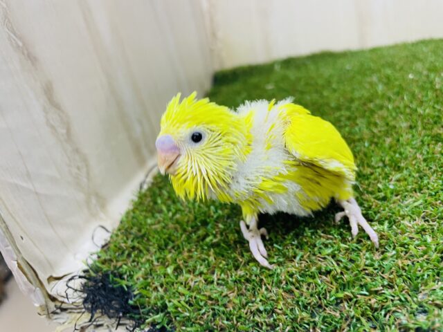 セキセイインコ