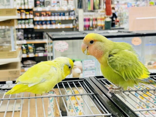 コザクラインコ（小桜インコ）