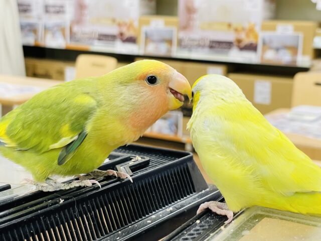 コザクラインコ（小桜インコ）