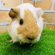 最新画像更新☆オシャレヘアーのイングリッシュモルモット♡