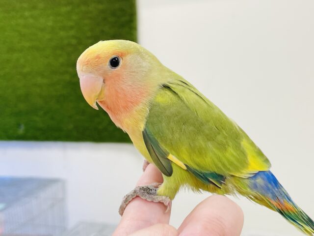 コザクラインコ（小桜インコ）