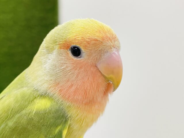 【最新画像更新】鮮やか✨優しいお顔が可愛すぎっ！コザクラインコ（タイガーチェリー）ヒナ