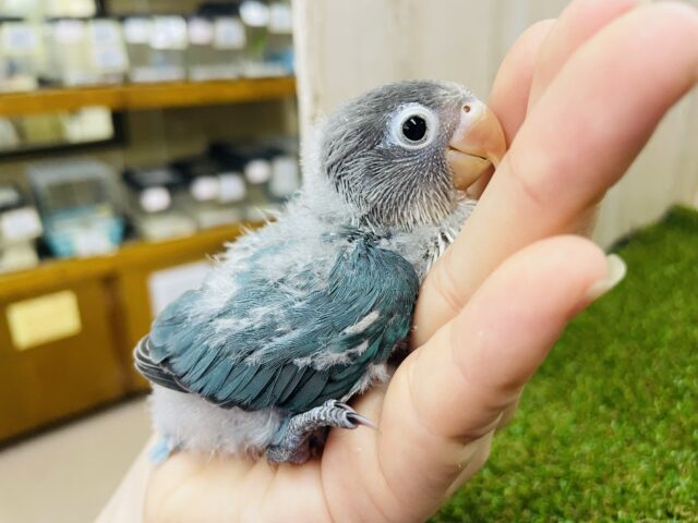 ブルーボタンインコ