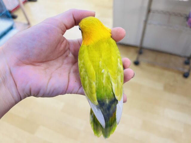 ヤマブキボタンインコ