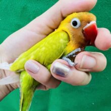 画像更新☆太陽の様な輝き🌞ヤマブキボタンインコのヒナ入荷しました❤
