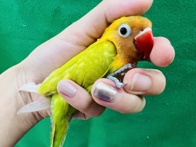 画像更新☆太陽の様な輝き🌞ヤマブキボタンインコのヒナ入荷しました❤