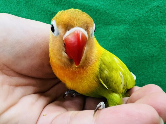 ヤマブキボタンインコ