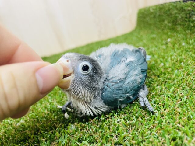 ブルーボタンインコ