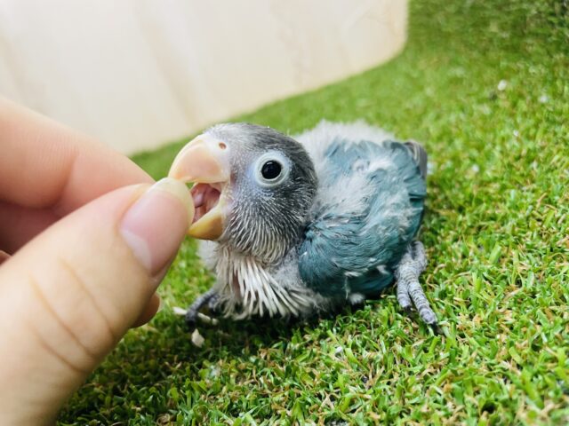 ブルーボタンインコ