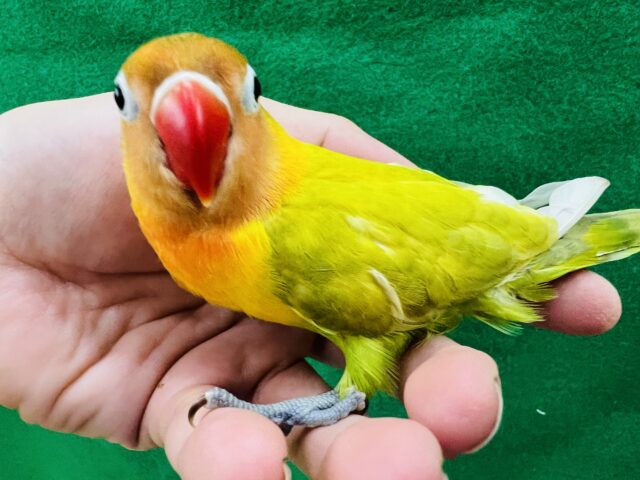 ヤマブキボタンインコ