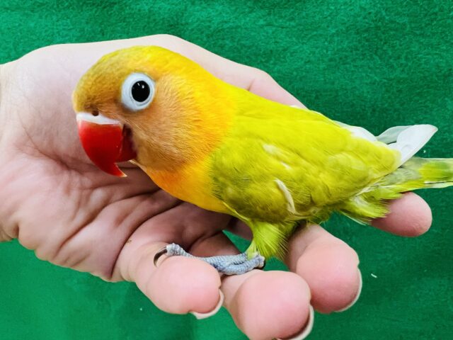 ヤマブキボタンインコ