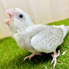 最新画像❄️季節外れの風花❄️ほのかな色合いに注目🥰　オカメインコ　WFシナモンパール