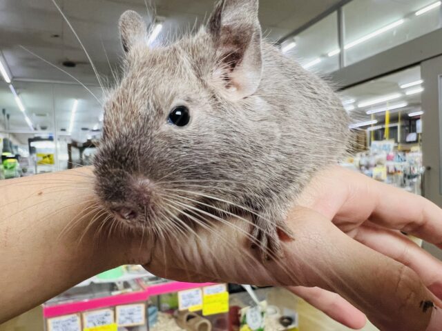 画像更新☆小粒なお目目が萌♡チョコレートカラーのデグー🎶