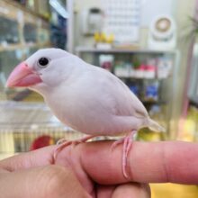 最新画像あります✨ヒナ餌卒業🎓輝いて見えちゃう美白なコ💕白文鳥！！