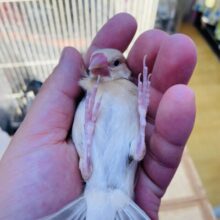 最新画像あります❣️濃いめのブラウンがかっこいいっ😎シナモン文鳥！！