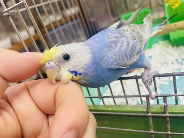 セキセイインコ