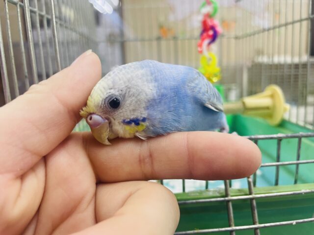 セキセイインコ