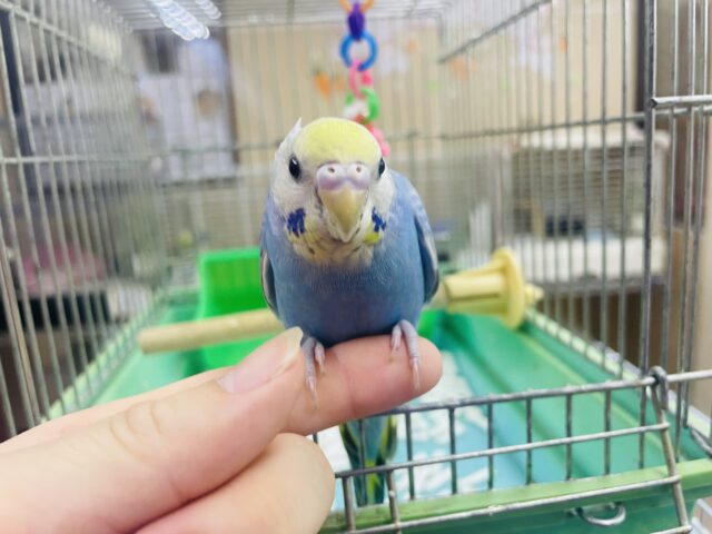 セキセイインコ