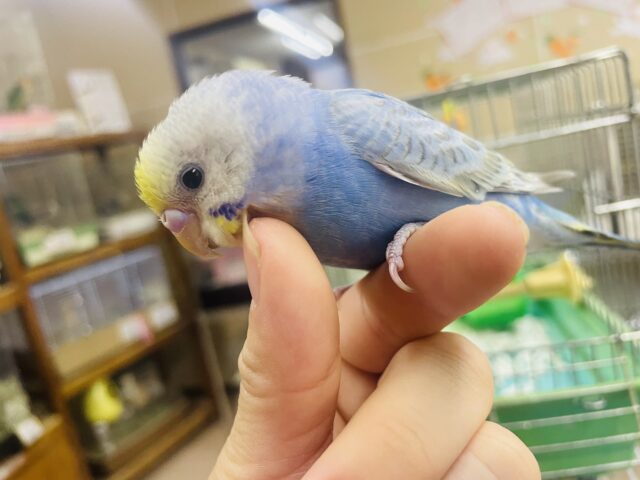 セキセイインコ