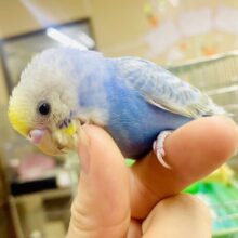 人が大好き💓1人餌❤️‍🔥ハナビちゃん💓　セキセイインコ　レインボー