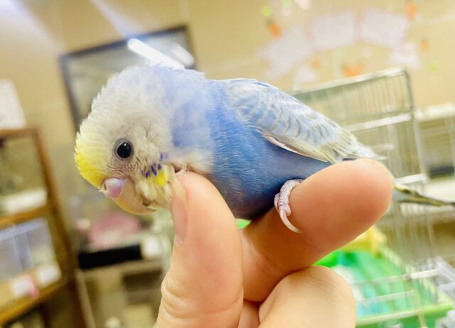 人が大好き💓1人餌❤️‍🔥ハナビちゃん💓　セキセイインコ　レインボー