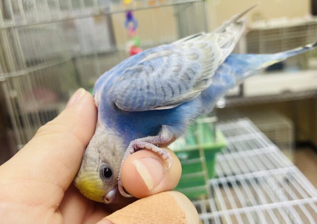 セキセイインコ