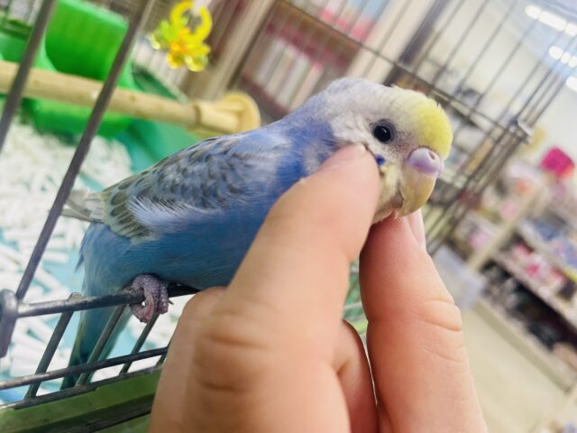 セキセイインコ