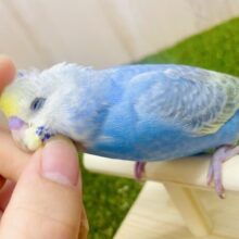 カキカキ大好き💓1人餌！最新画像🌟with me🐧ガーガーちゃんとおでかけする〜🩵💛　セキセイインコ　レインボー