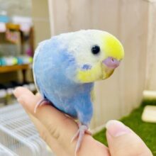 1人餌❤️‍🔥最新画像🌟華美💐💦🫧💦しゅわしゅわ炭酸ドリームインコ💦🫧💦　セキセイインコ　パステルレインボー