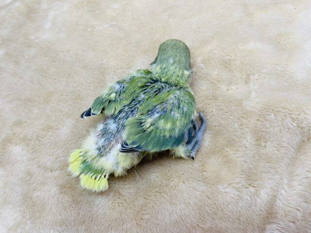 コザクラインコ（小桜インコ）