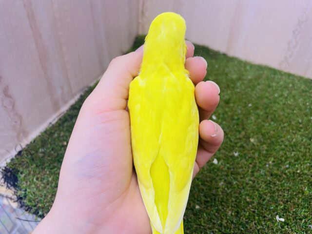 セキセイインコ