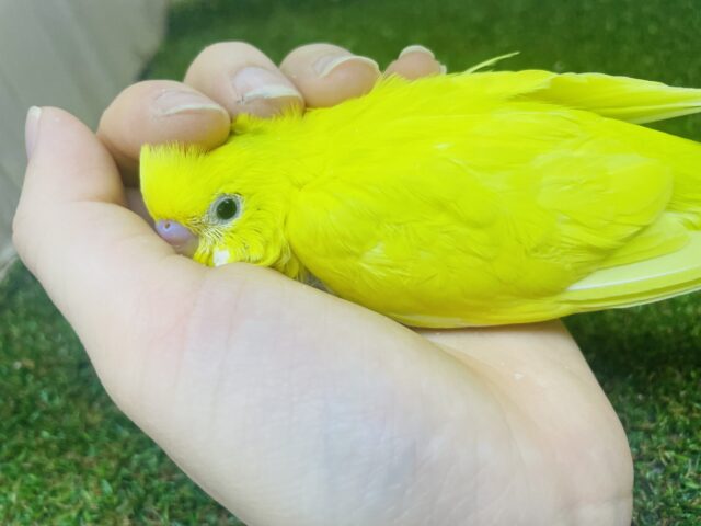 セキセイインコ