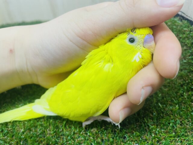 セキセイインコ