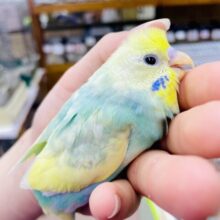 最新画像🌟花形💐トロピカルアピーラー🏝️🍎🍏🥭　セキセイインコ　パステルカラーレインボーパイド