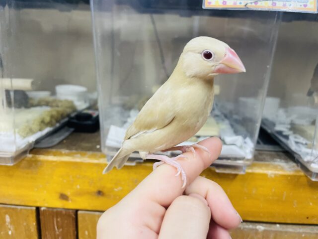 シナモン文鳥