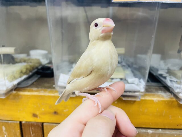 シナモン文鳥