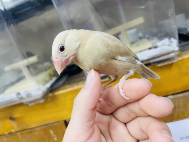 シナモン文鳥